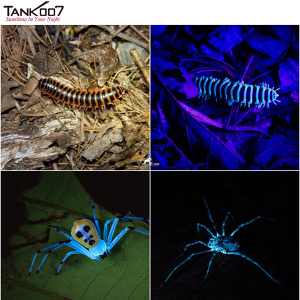 TANK007 CI05 Uniform UV LED Flashlight for CSI and Forensic