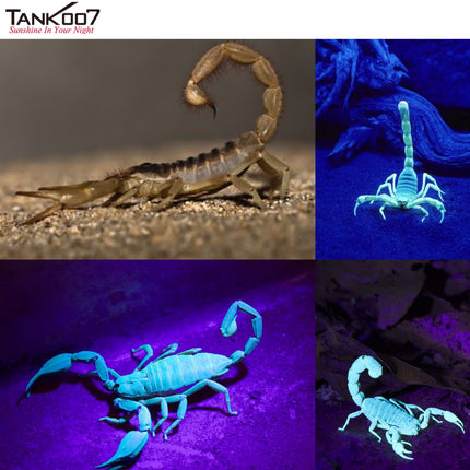 TANK007 CI05 Uniform UV LED Flashlight for CSI and Forensic
